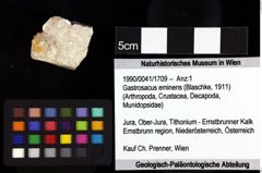Foto (Objket + Etiketten) von ? Magila sp. 